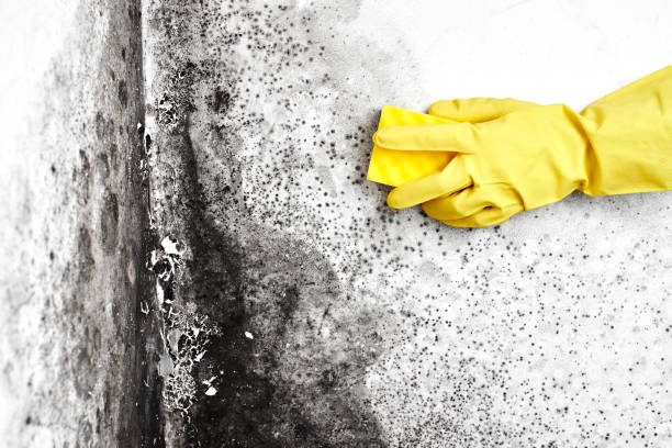 Mold Removal for HVAC Installations in Silt, CO