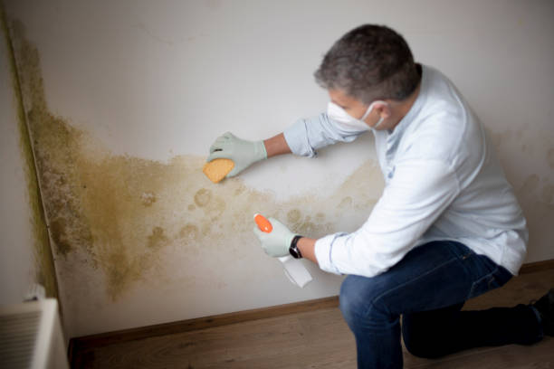 Trusted Silt, CO Mold Removal Experts