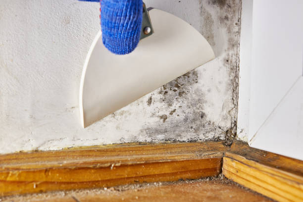 Best Water Damage & Mold Remediation  in Silt, CO